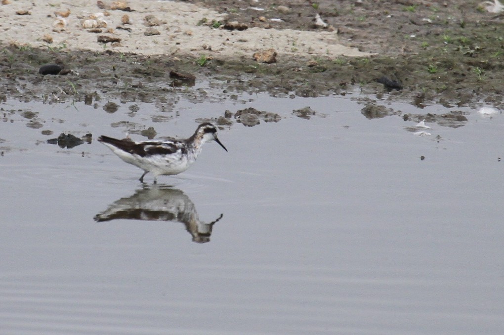 Red-necked Phalarope - ML622054516