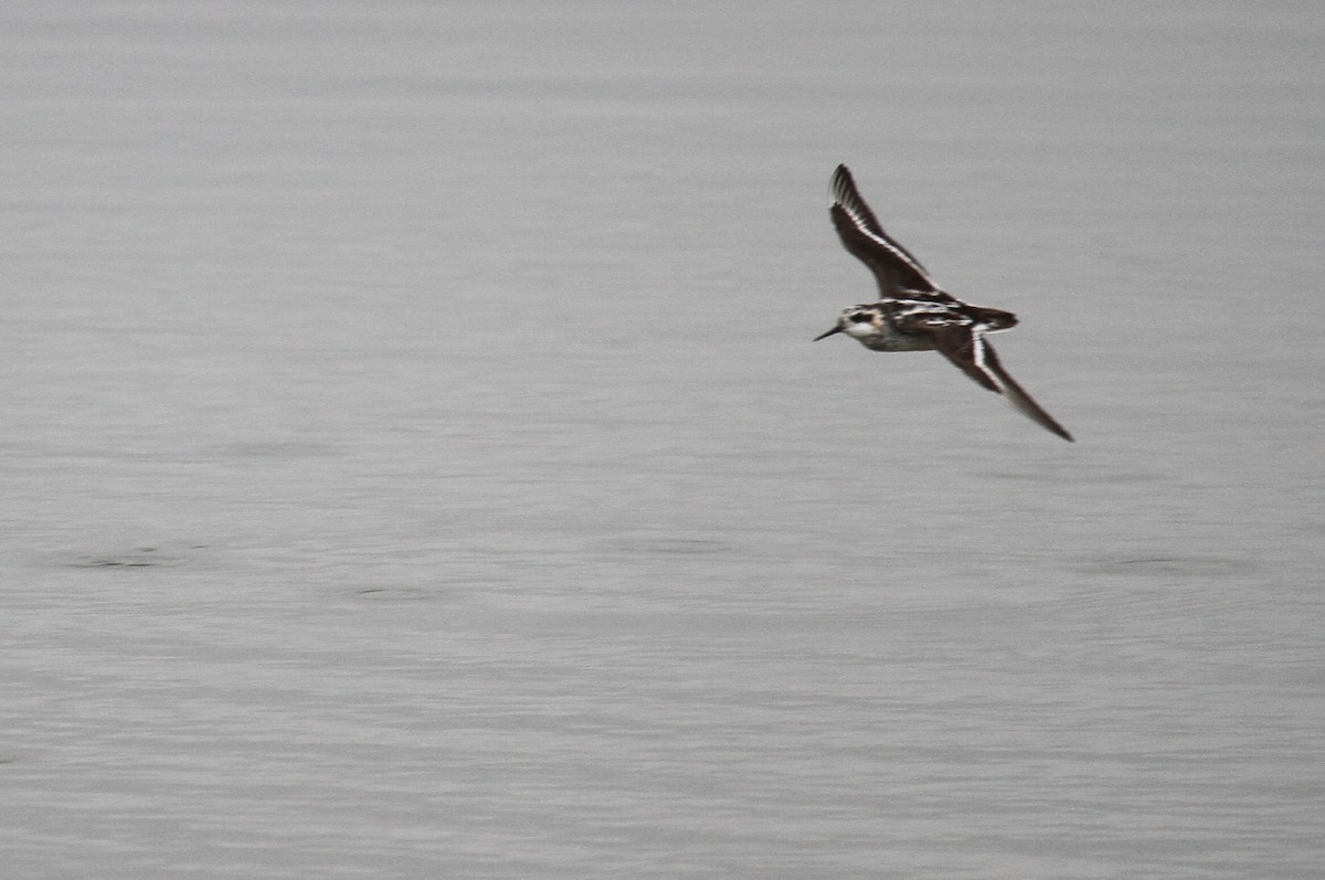 Red-necked Phalarope - ML622054517