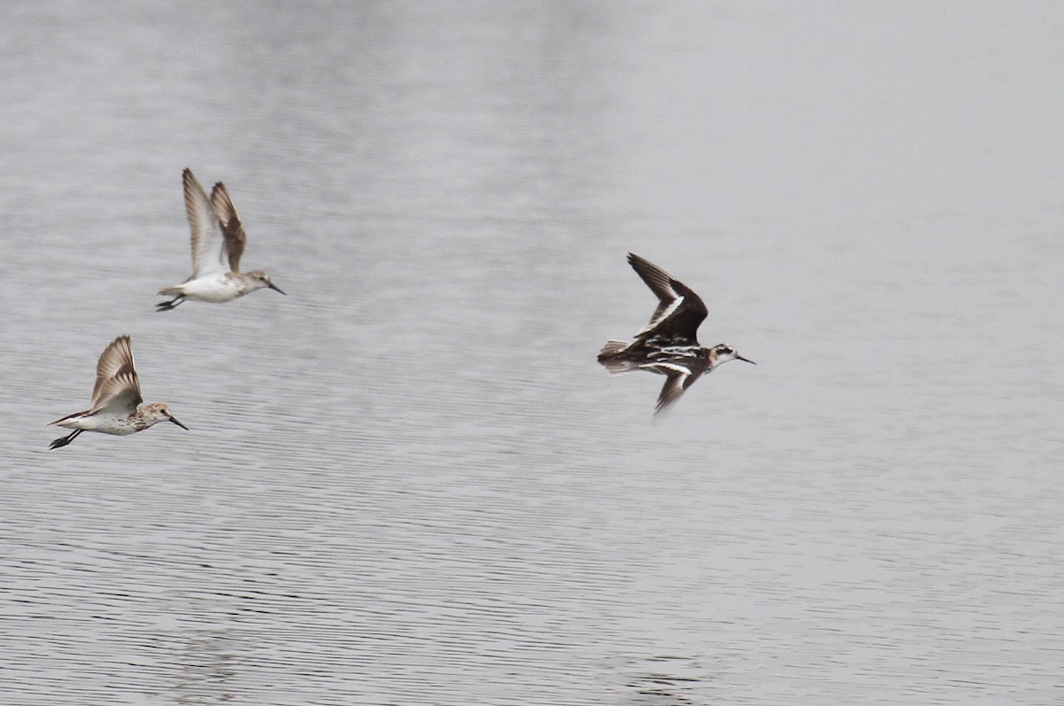 Red-necked Phalarope - ML622054520