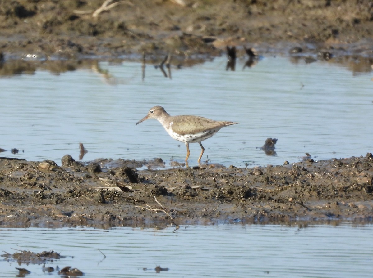 Spotted Sandpiper - ML622054523