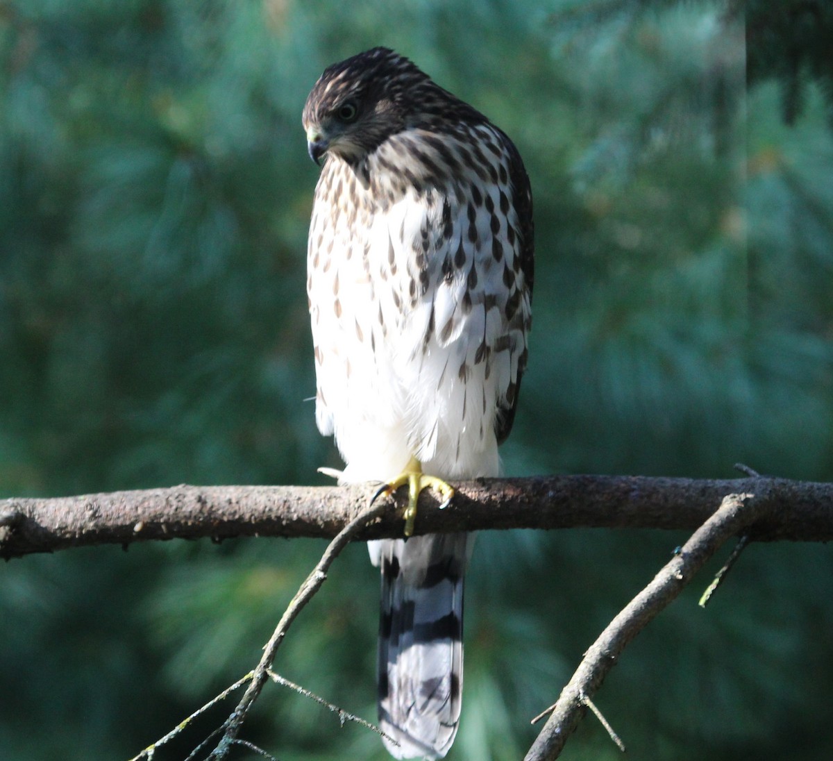 Cooper's Hawk - ML622054524