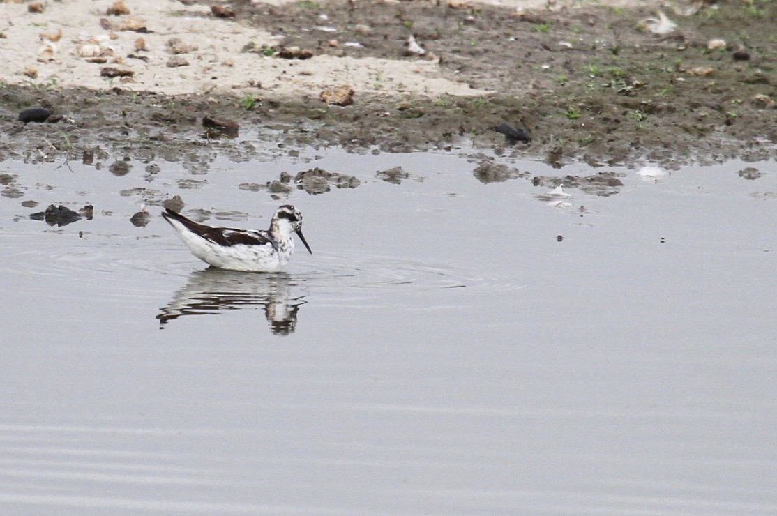 Red-necked Phalarope - ML622054525