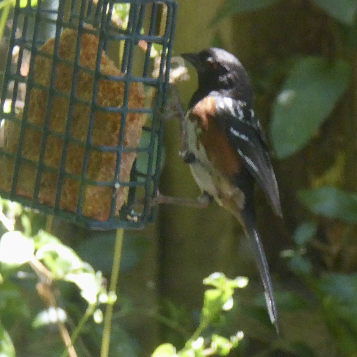 Spotted Towhee - ML622054538