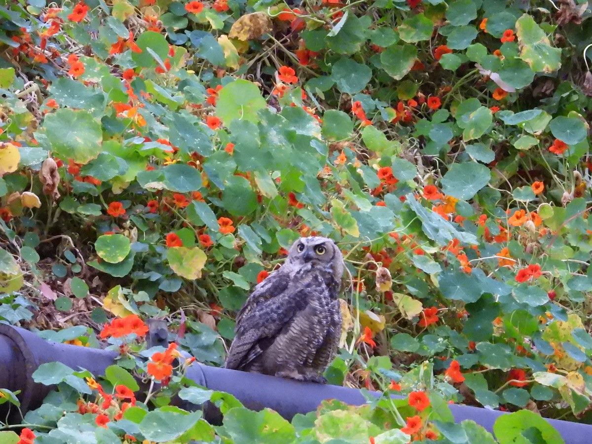 Great Horned Owl - ML622054540