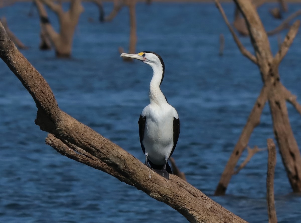 Pied Cormorant - ML622054559