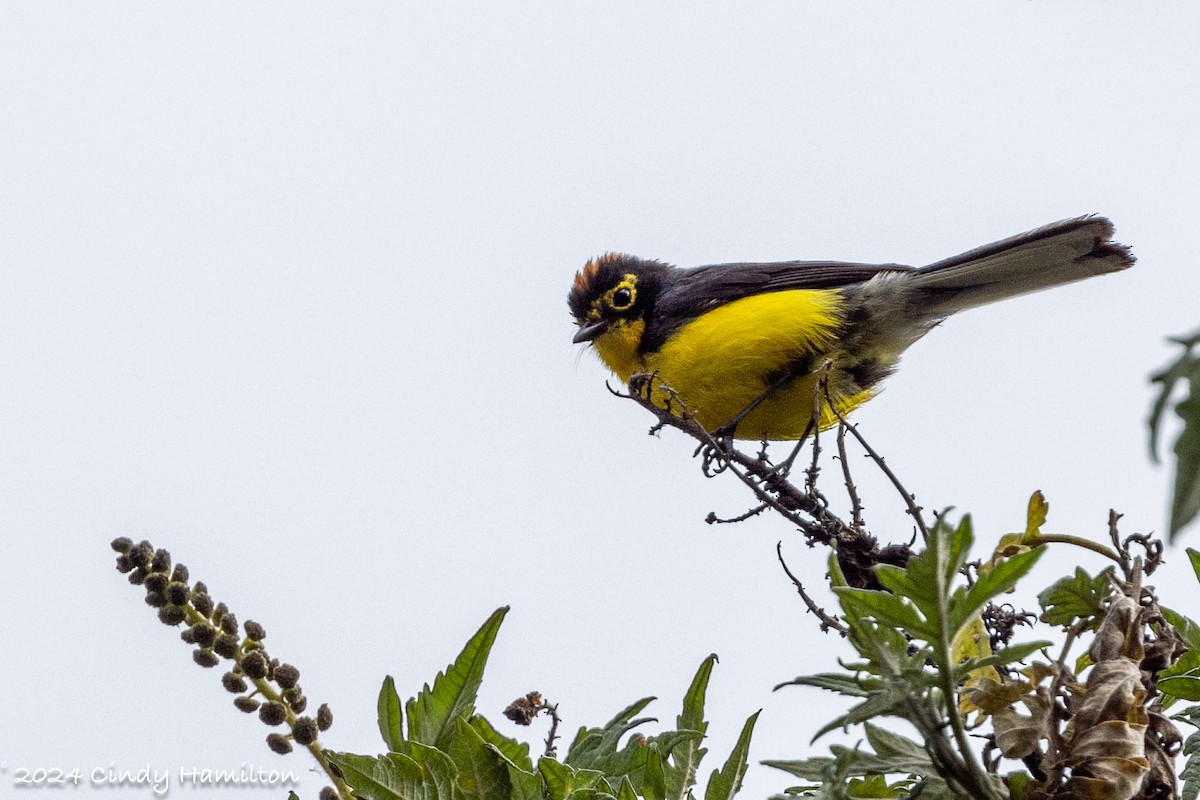 Spectacled Redstart - ML622054560