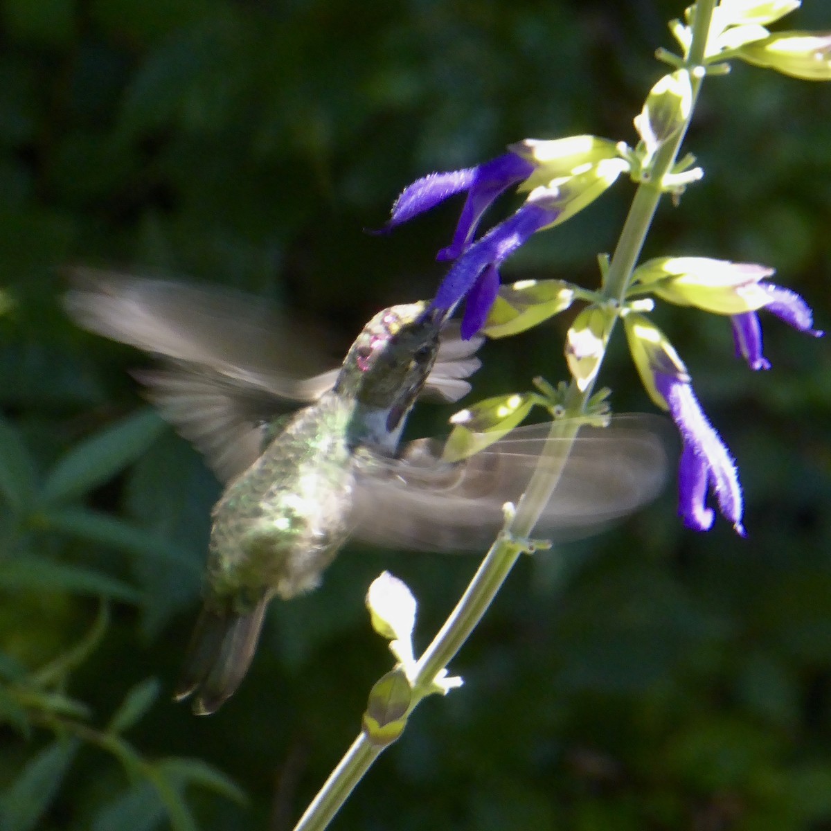 Anna's Hummingbird - ML622054562