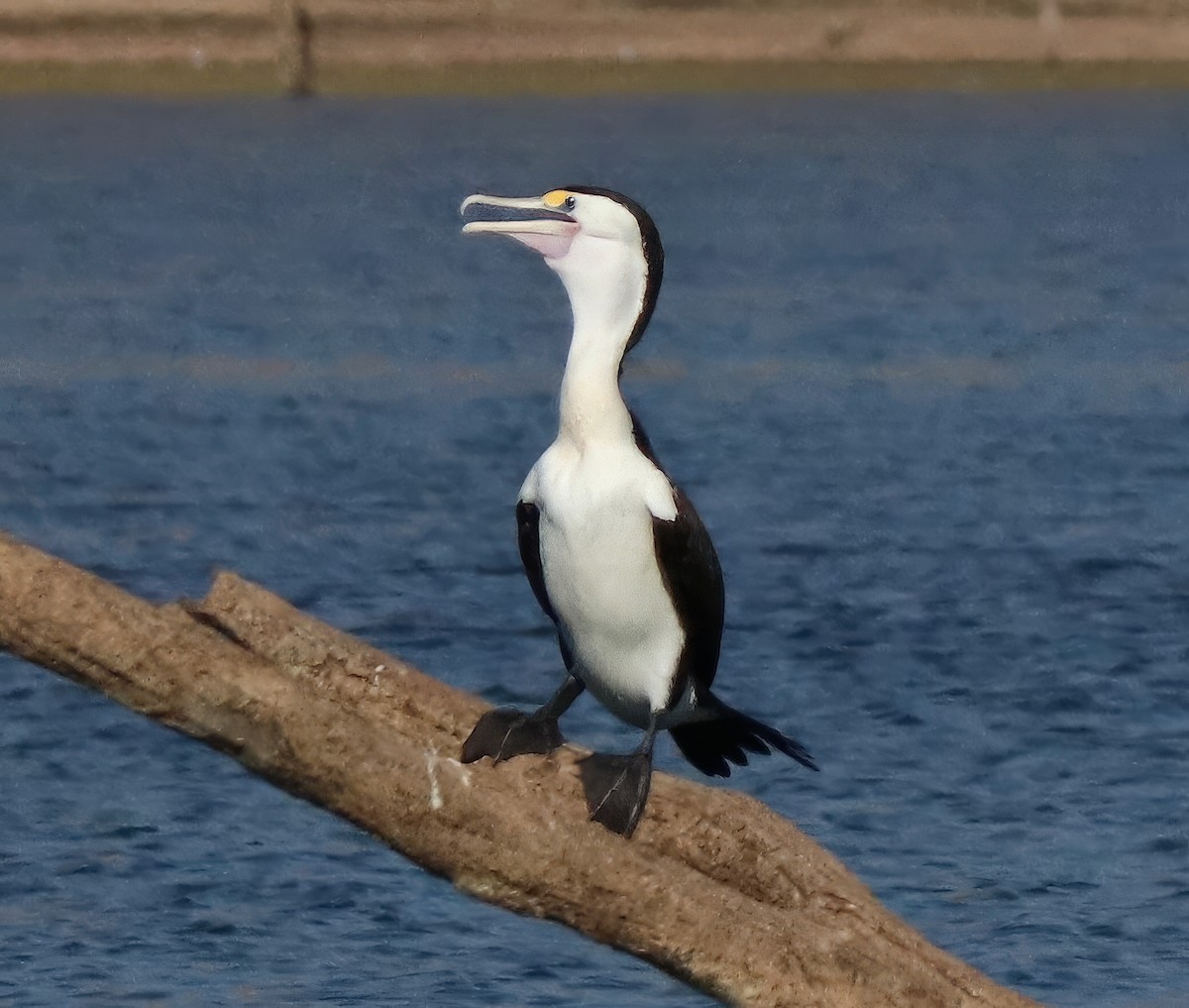 Pied Cormorant - ML622054563