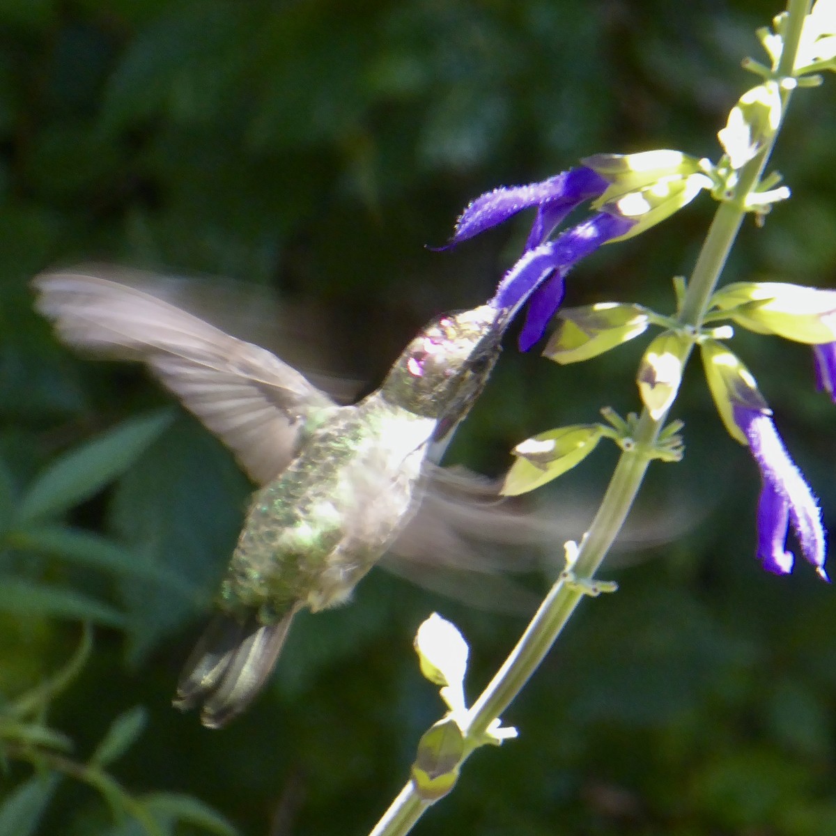 Anna's Hummingbird - ML622054564