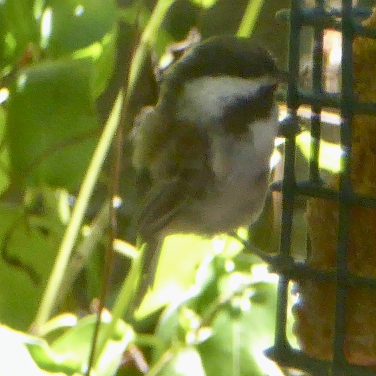 Chestnut-backed Chickadee - ML622054565