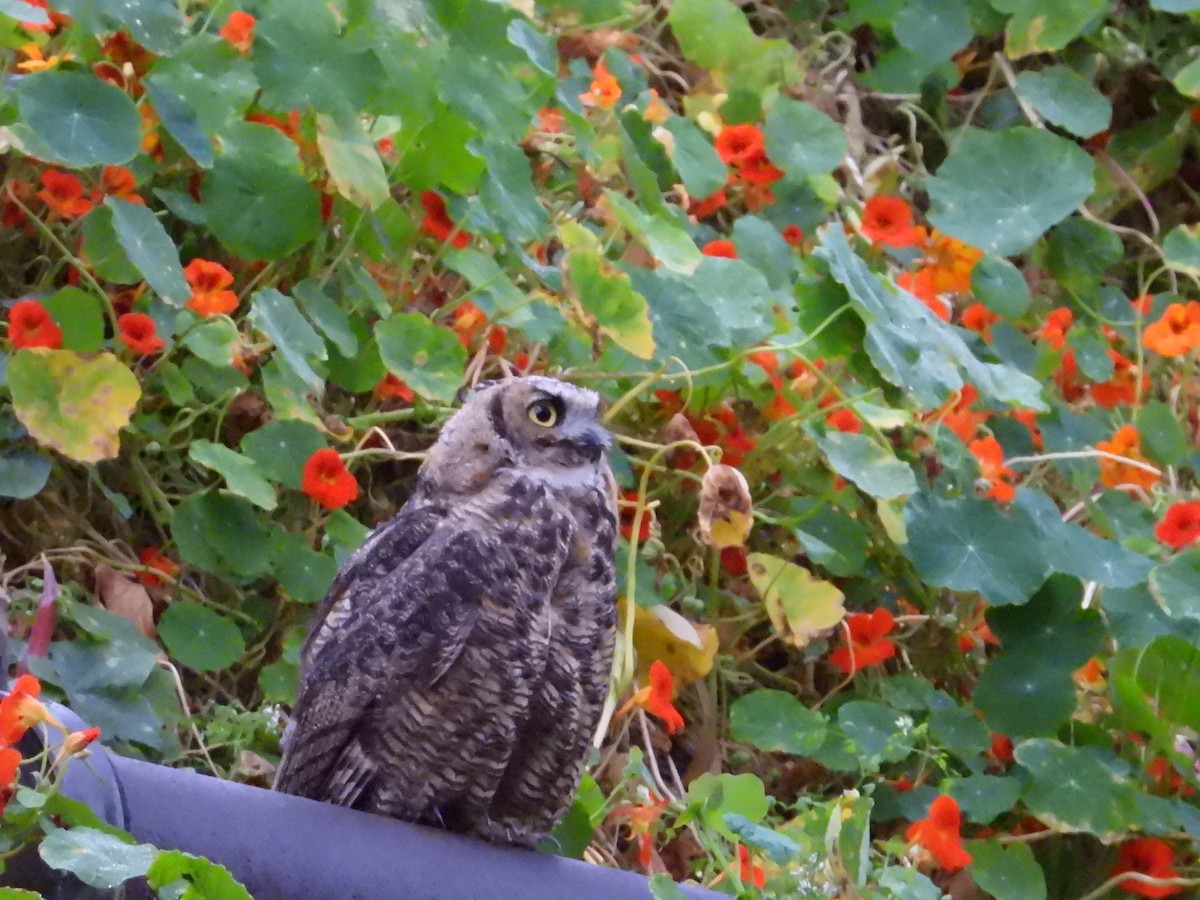 Great Horned Owl - ML622054566