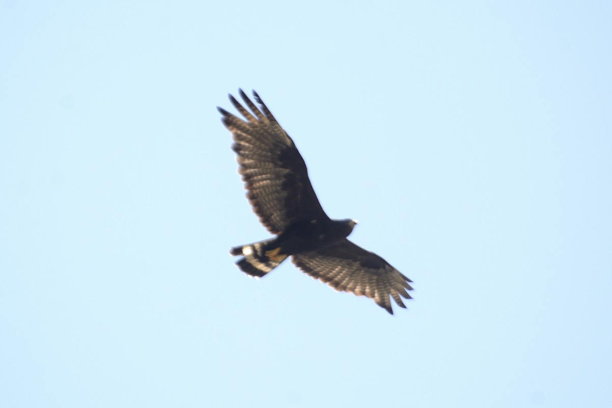 Zone-tailed Hawk - ML622054569