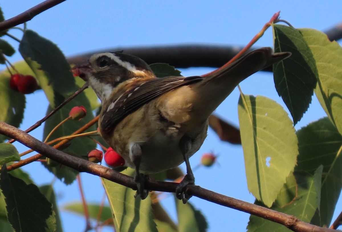 Rose-breasted Grosbeak - ML622054571