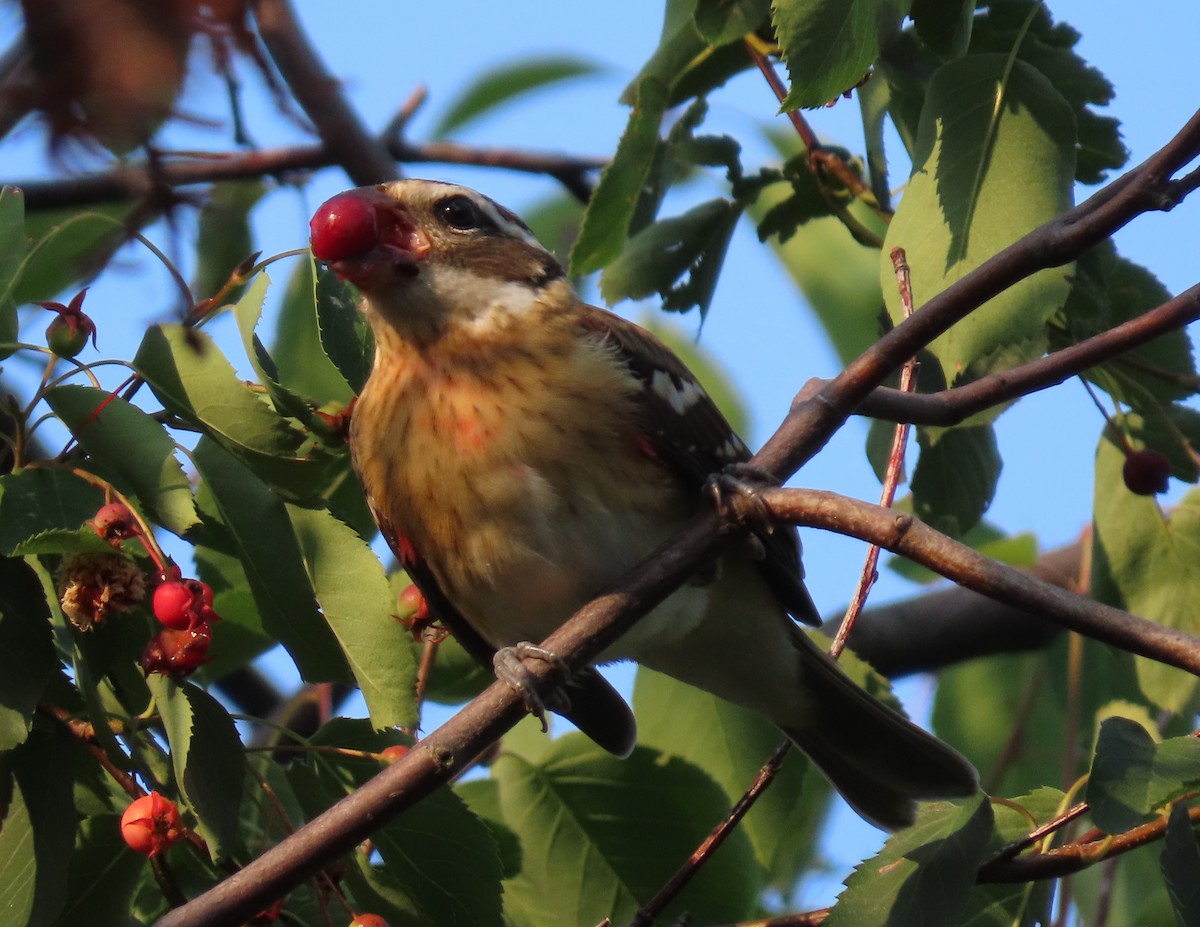 Rose-breasted Grosbeak - ML622054572