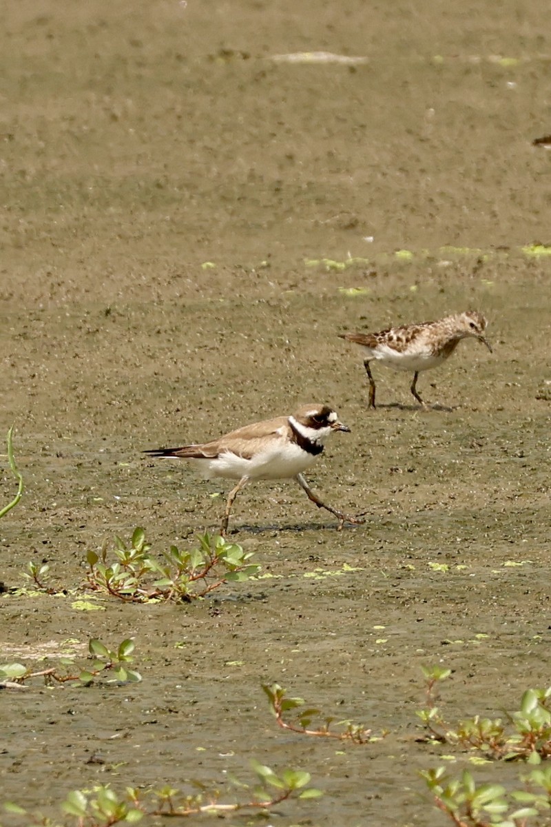 Semipalmated Plover - ML622054575
