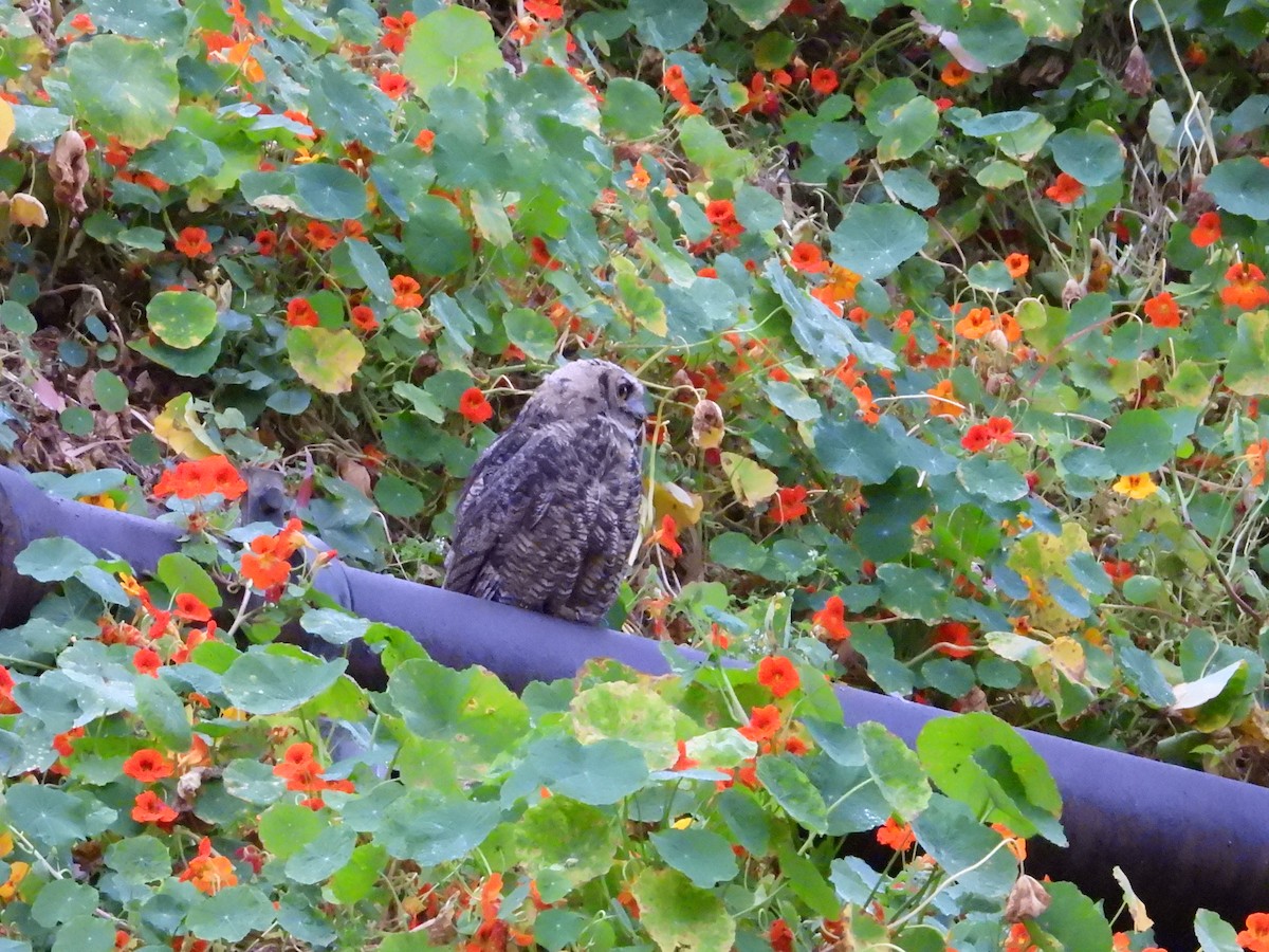 Great Horned Owl - ML622054576