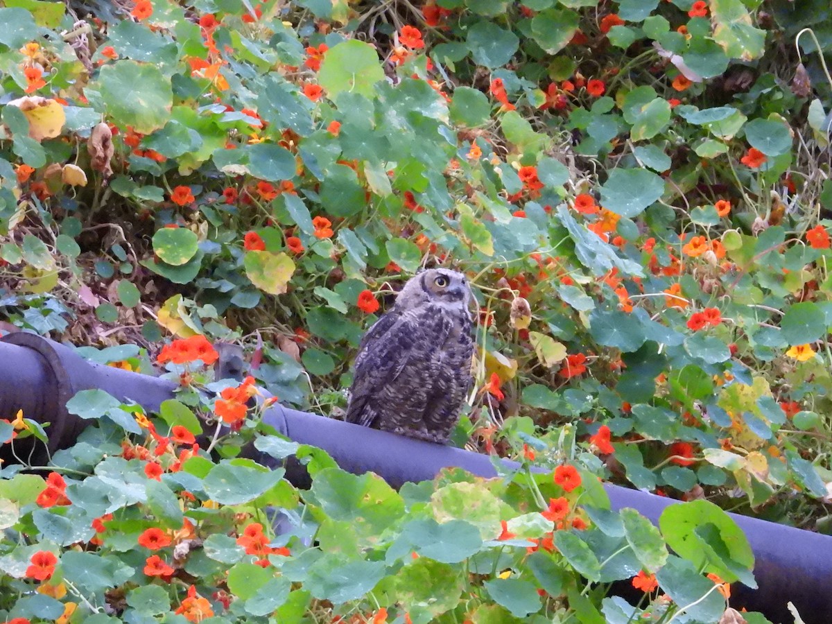 Great Horned Owl - ML622054577