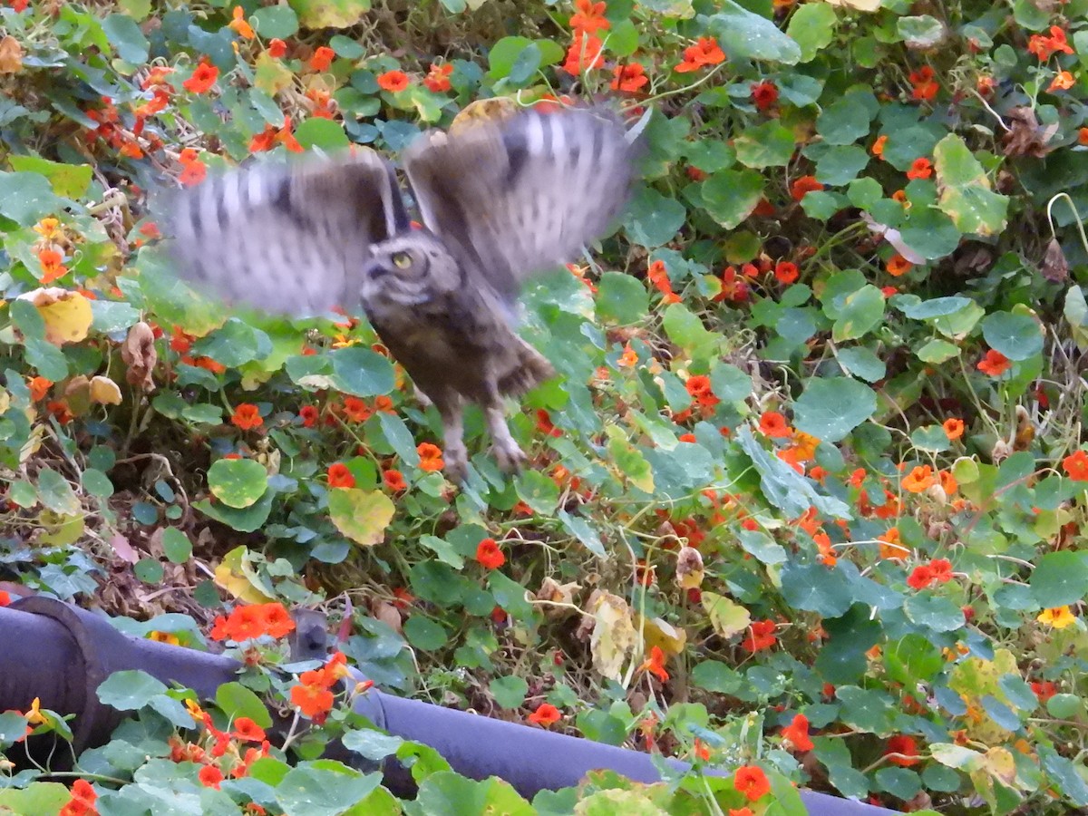 Great Horned Owl - ML622054578