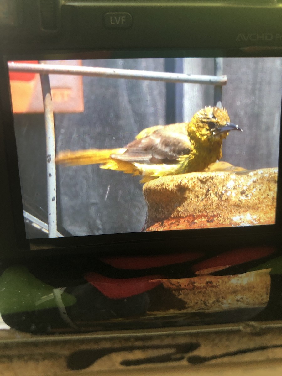 Hooded Oriole - Anonymous