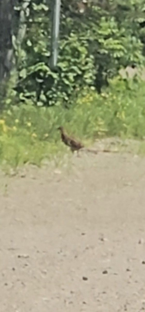 Ruffed Grouse - ML622054580