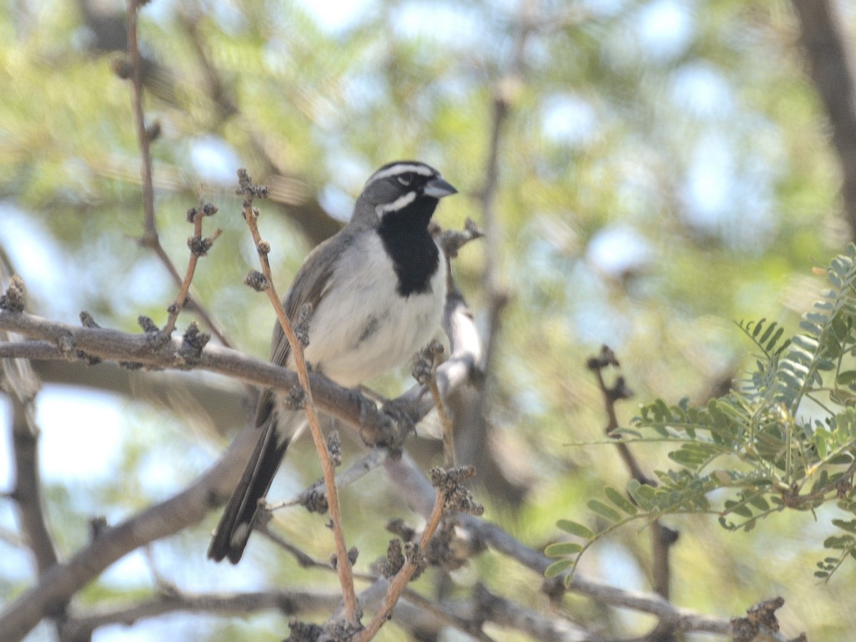 Black-throated Sparrow - ML622054581