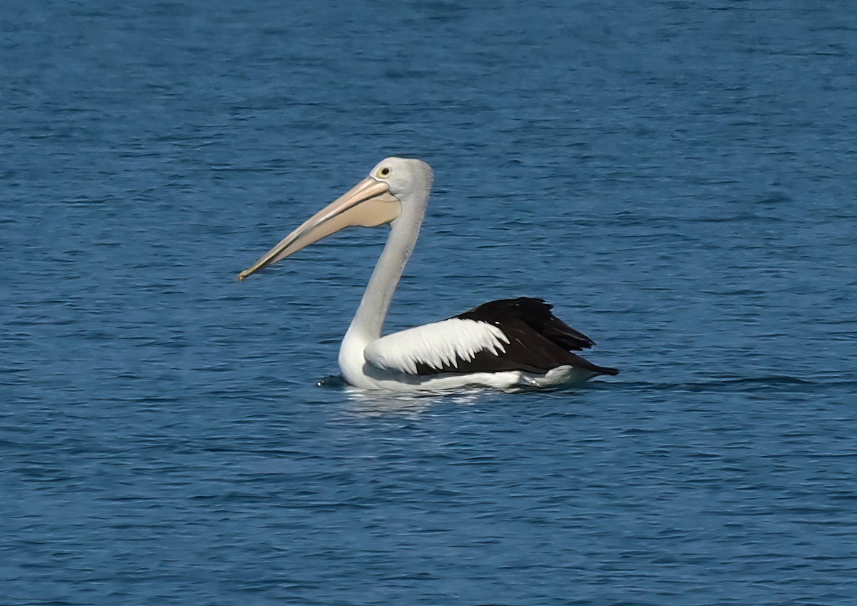 Australian Pelican - ML622054587