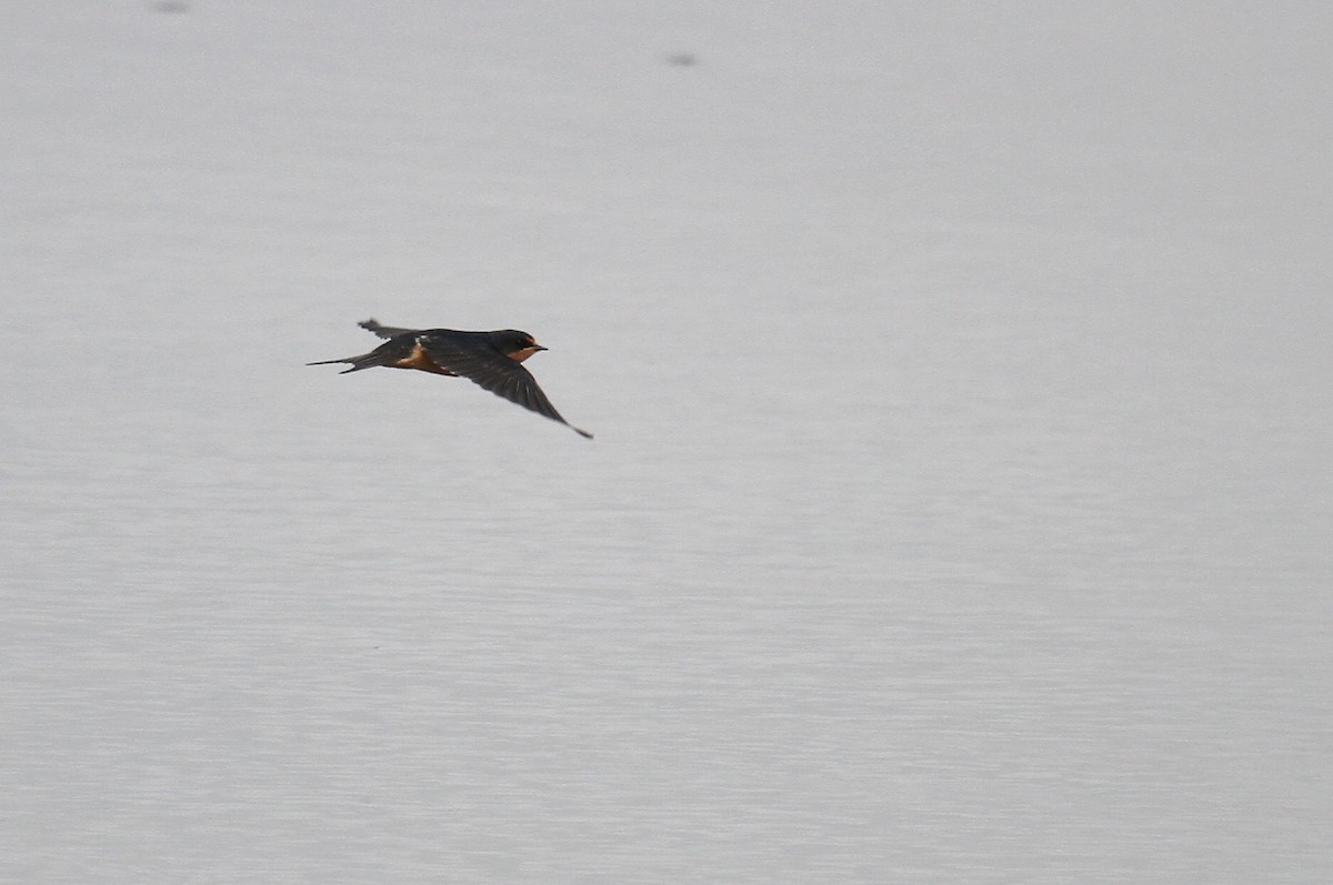 Barn Swallow - ML622054588