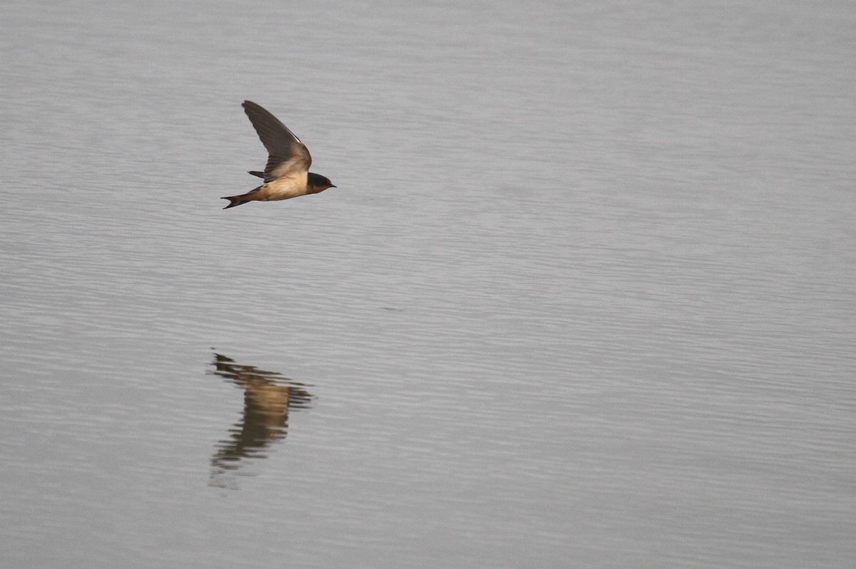 Barn Swallow - ML622054589