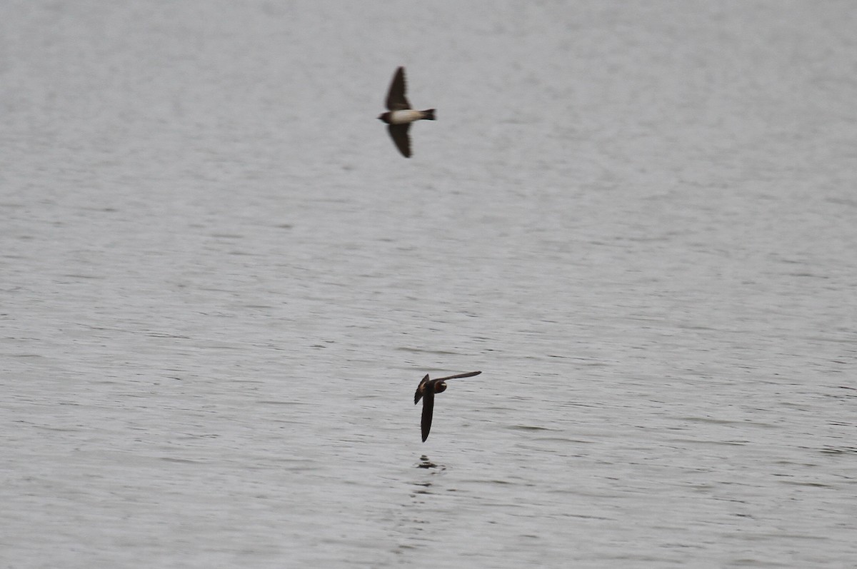 Cliff Swallow - ML622054592