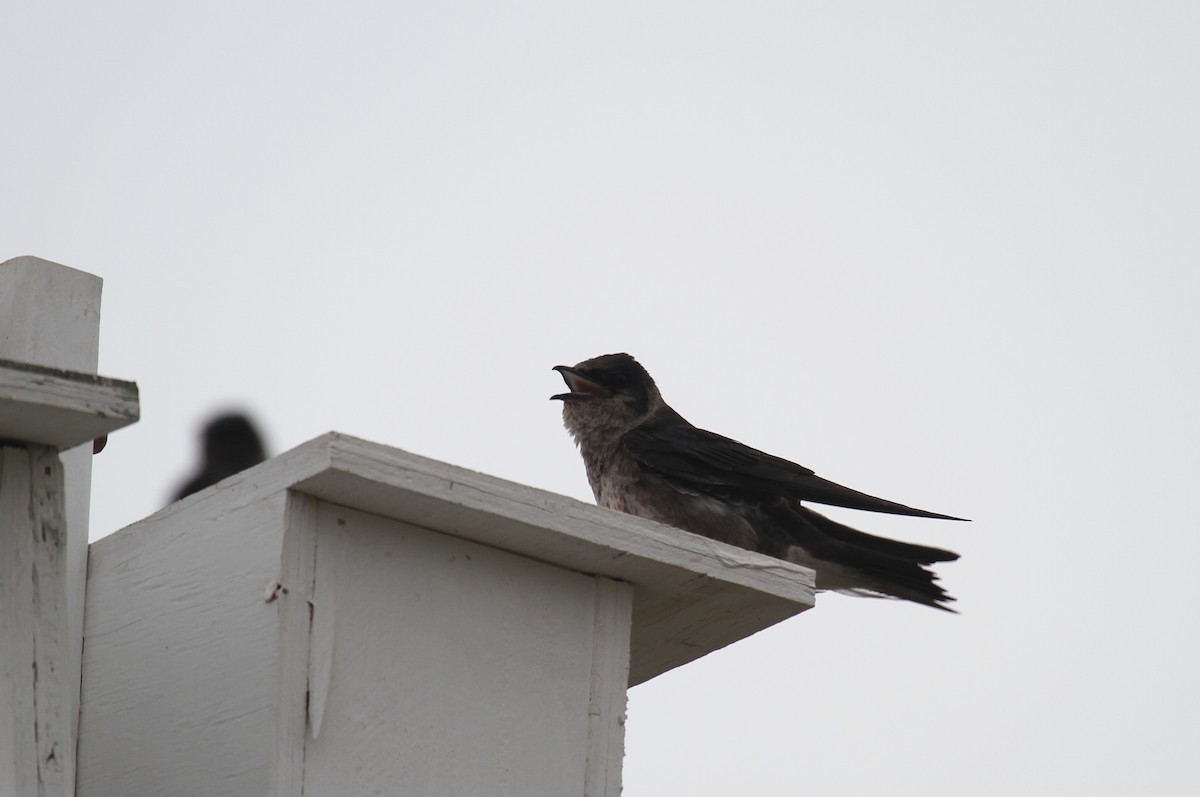 Purple Martin - ML622054597