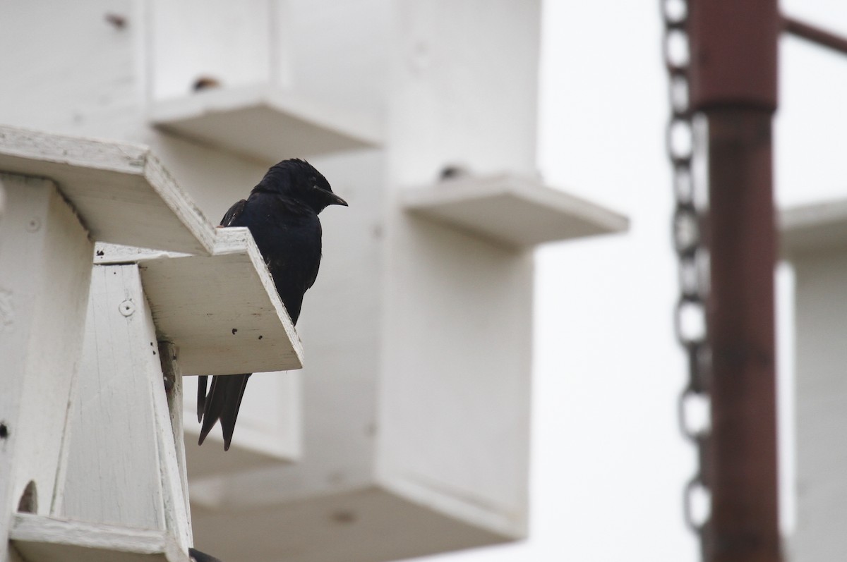 Purple Martin - ML622054598