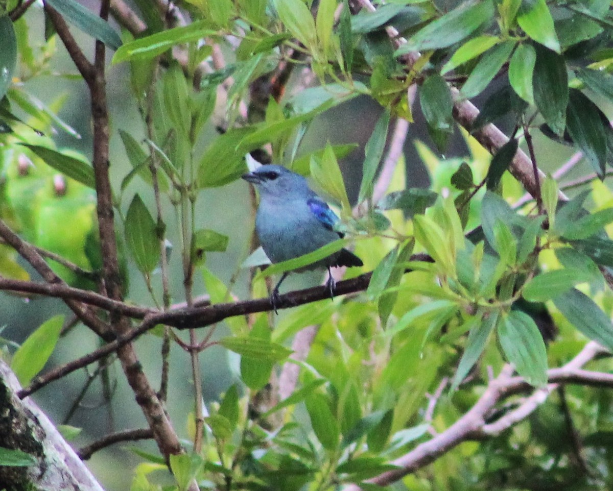 Azure-shouldered Tanager - ML622054616