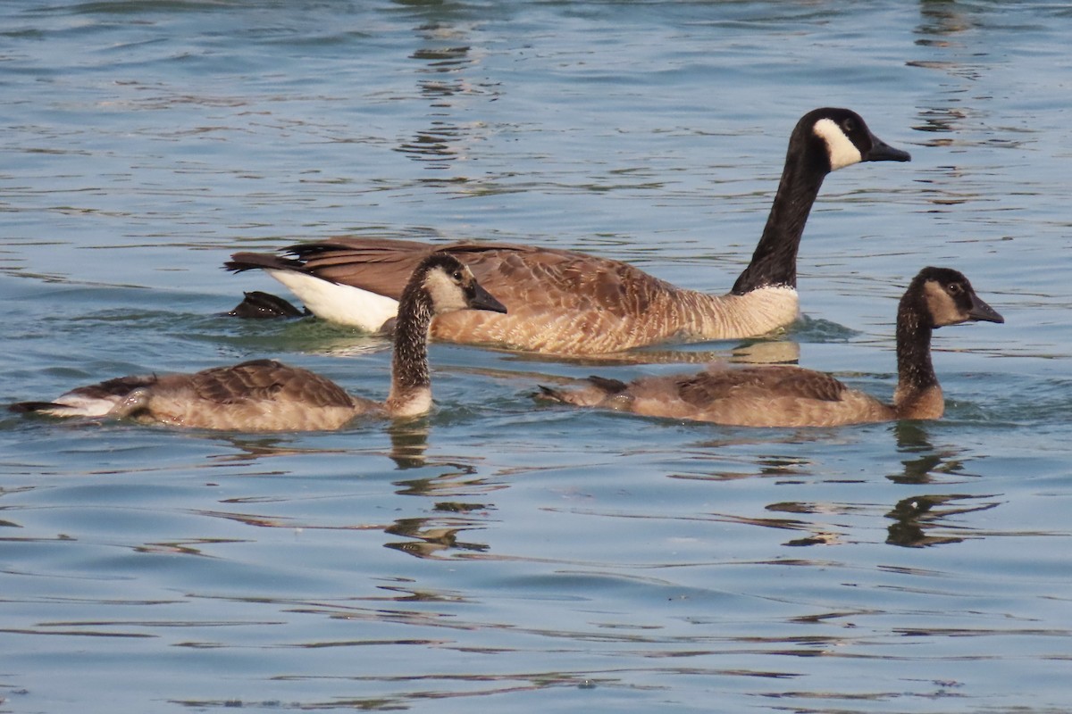 Canada Goose - ML622054618