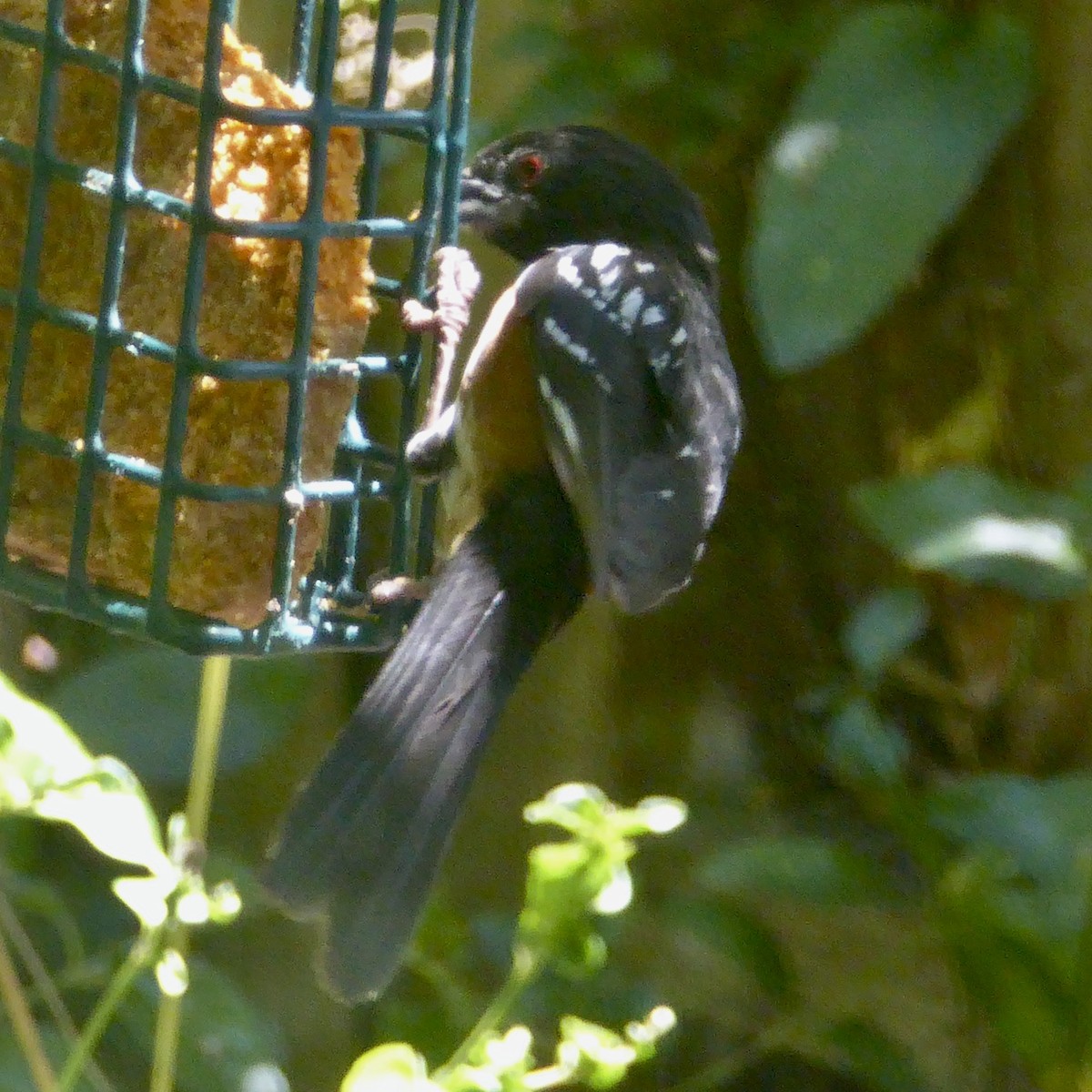 Spotted Towhee - Anonymous