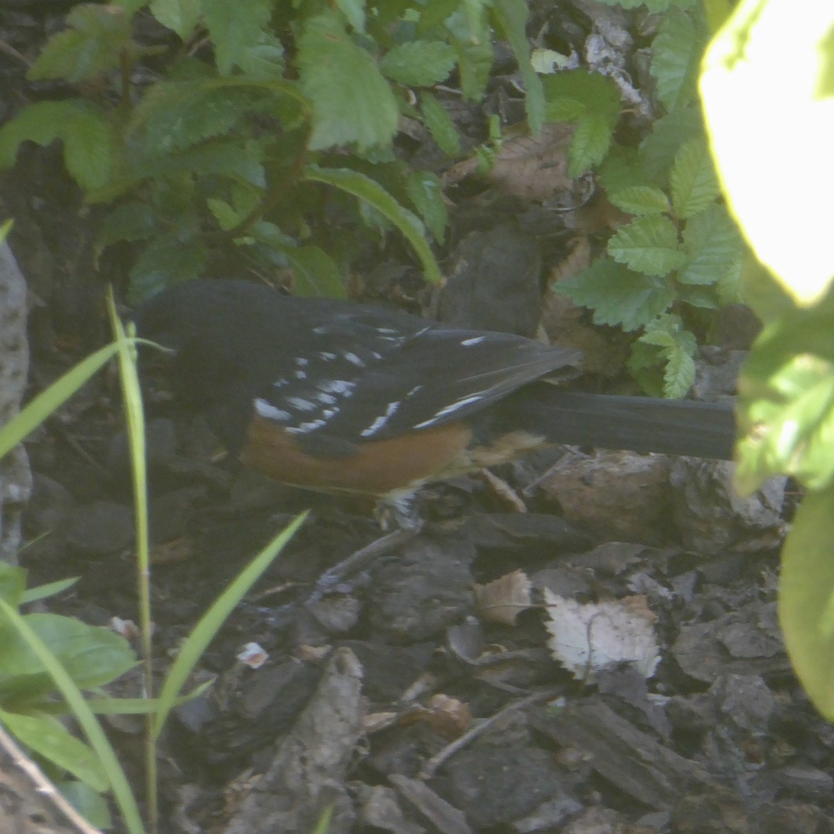 Spotted Towhee - ML622054622