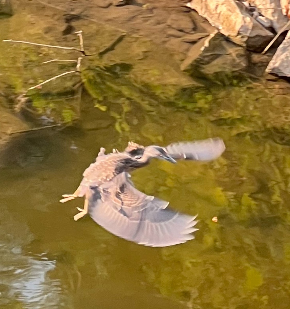 Yellow-crowned Night Heron - ML622054623