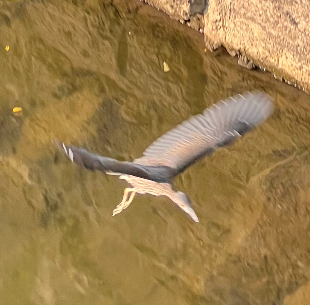 Yellow-crowned Night Heron - Kevin Rybczynski