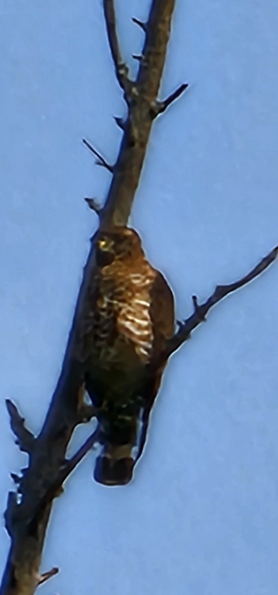 Sharp-shinned/Cooper's Hawk - ML622054626