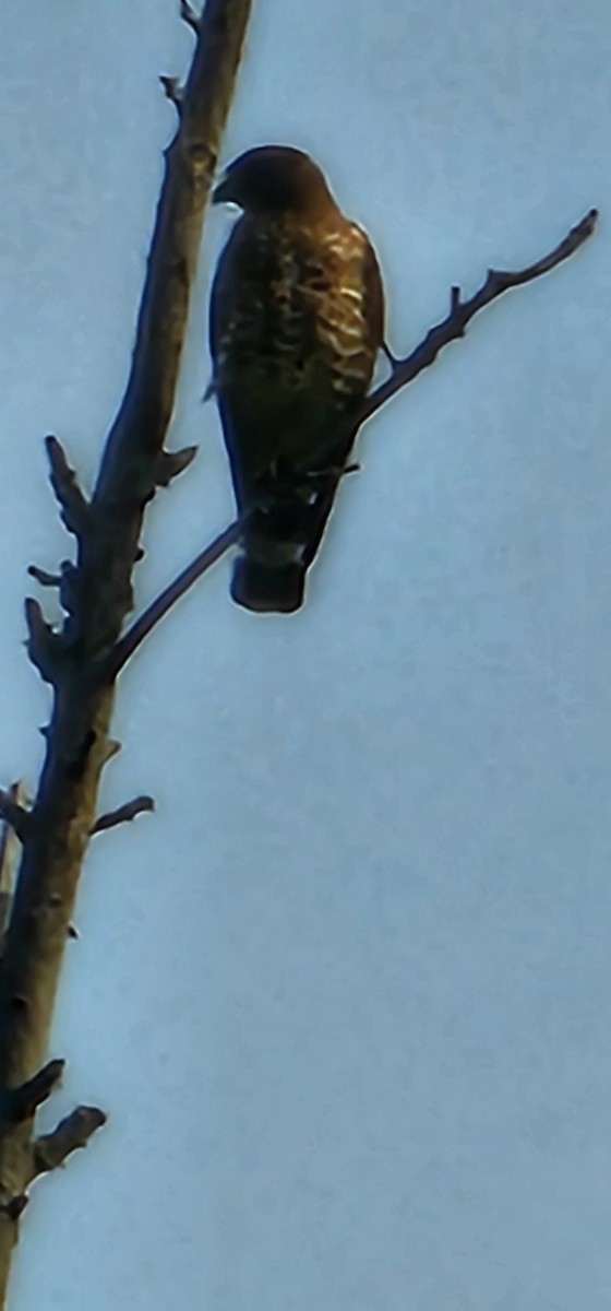 Sharp-shinned/Cooper's Hawk - ML622054627