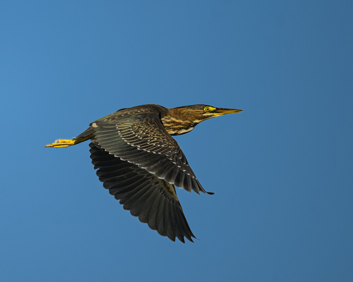 Green Heron - ML622054628