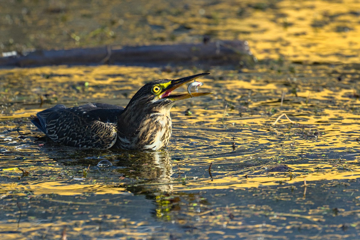 Green Heron - Bartholomew Birdee