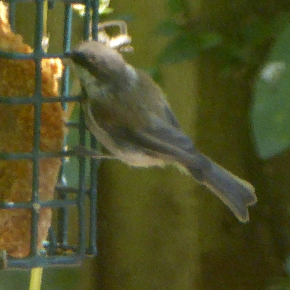 Chestnut-backed Chickadee - ML622054630