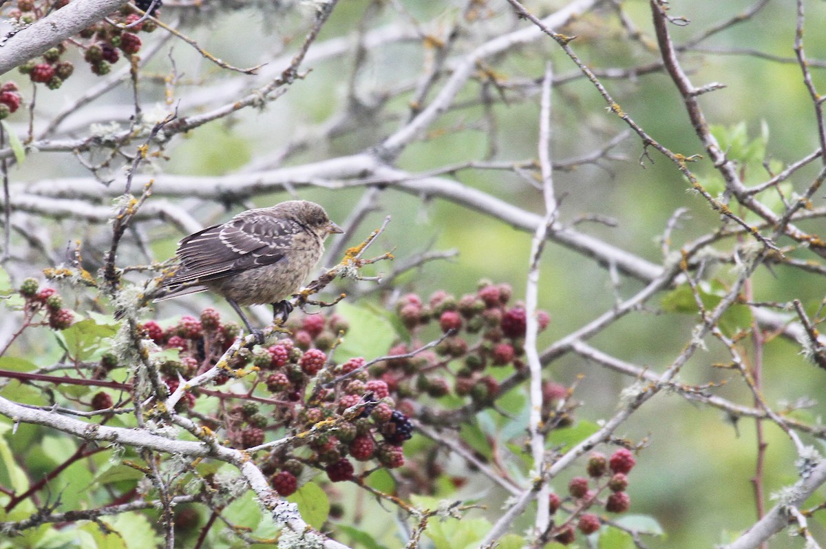 Brown-headed Cowbird - ML622054631