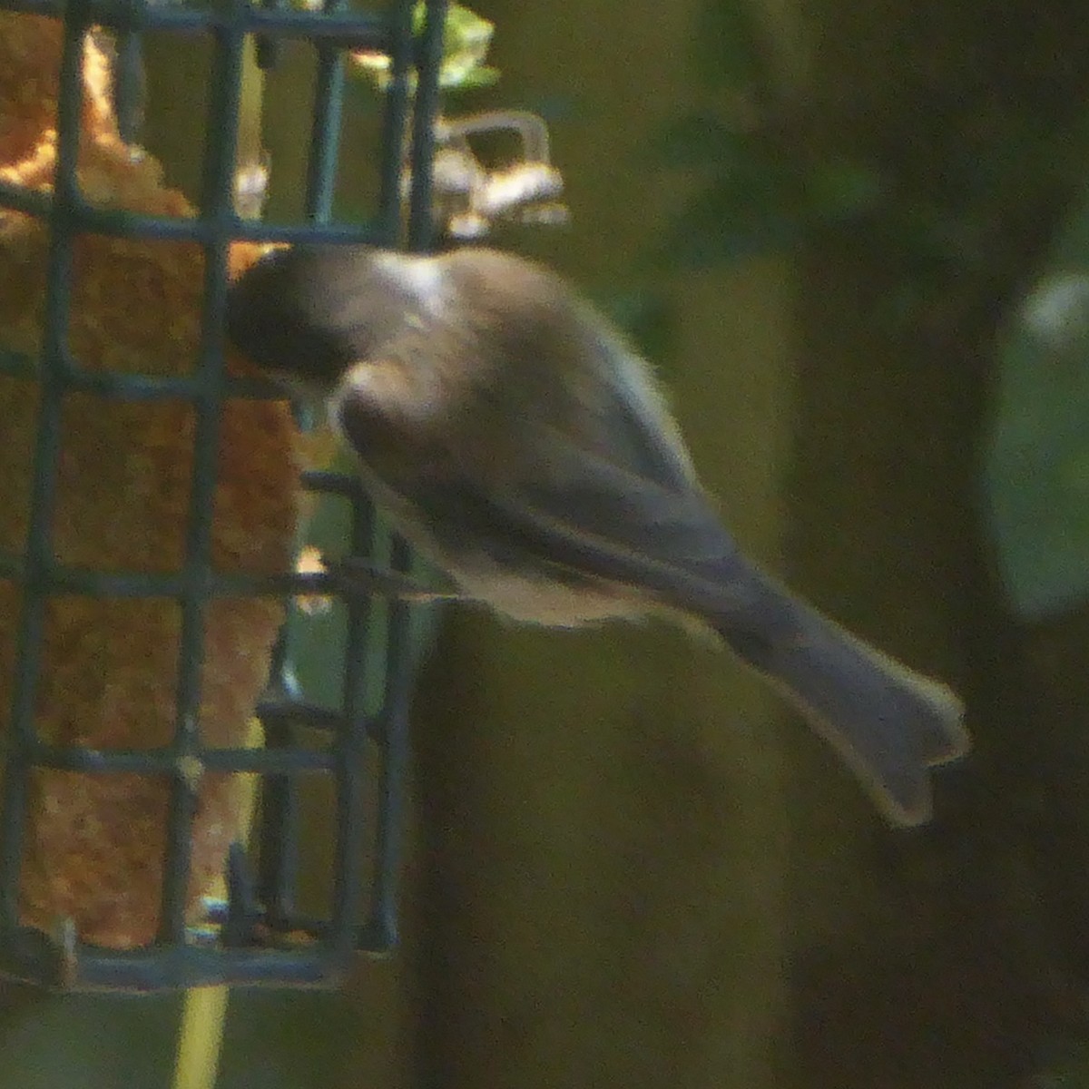 Chestnut-backed Chickadee - ML622054632