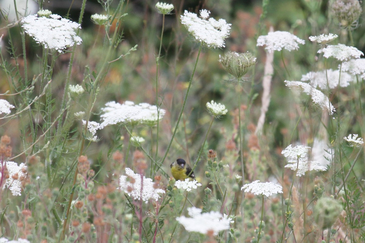 Lesser Goldfinch - ML622054635