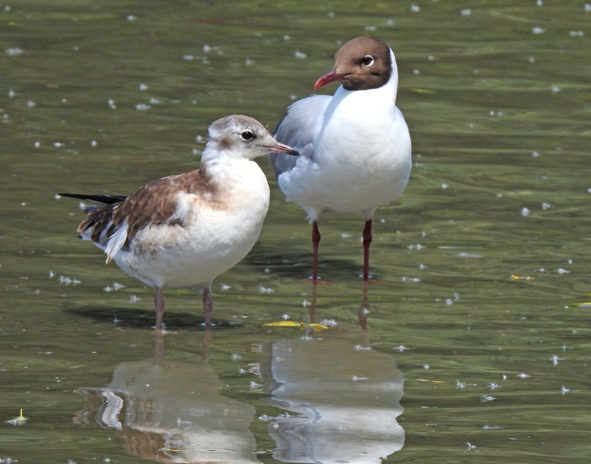 Black-headed Gull - ML622054640