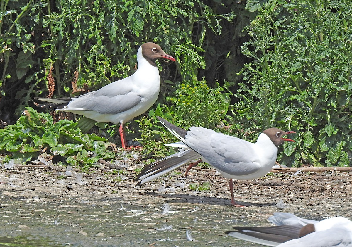 Black-headed Gull - ML622054641