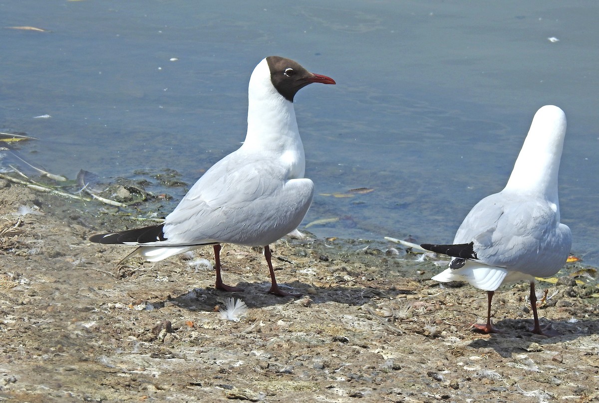 Black-headed Gull - ML622054642