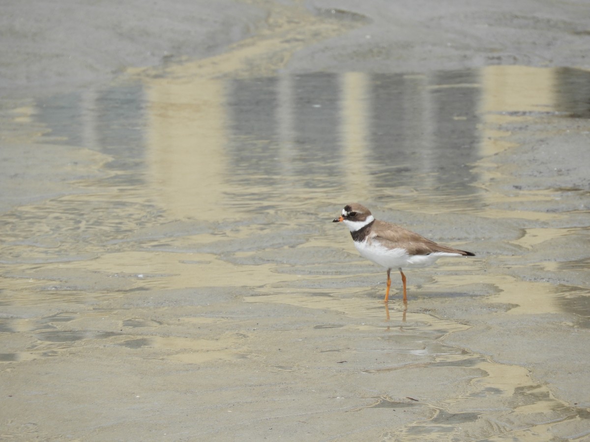 Semipalmated Plover - ML622054643