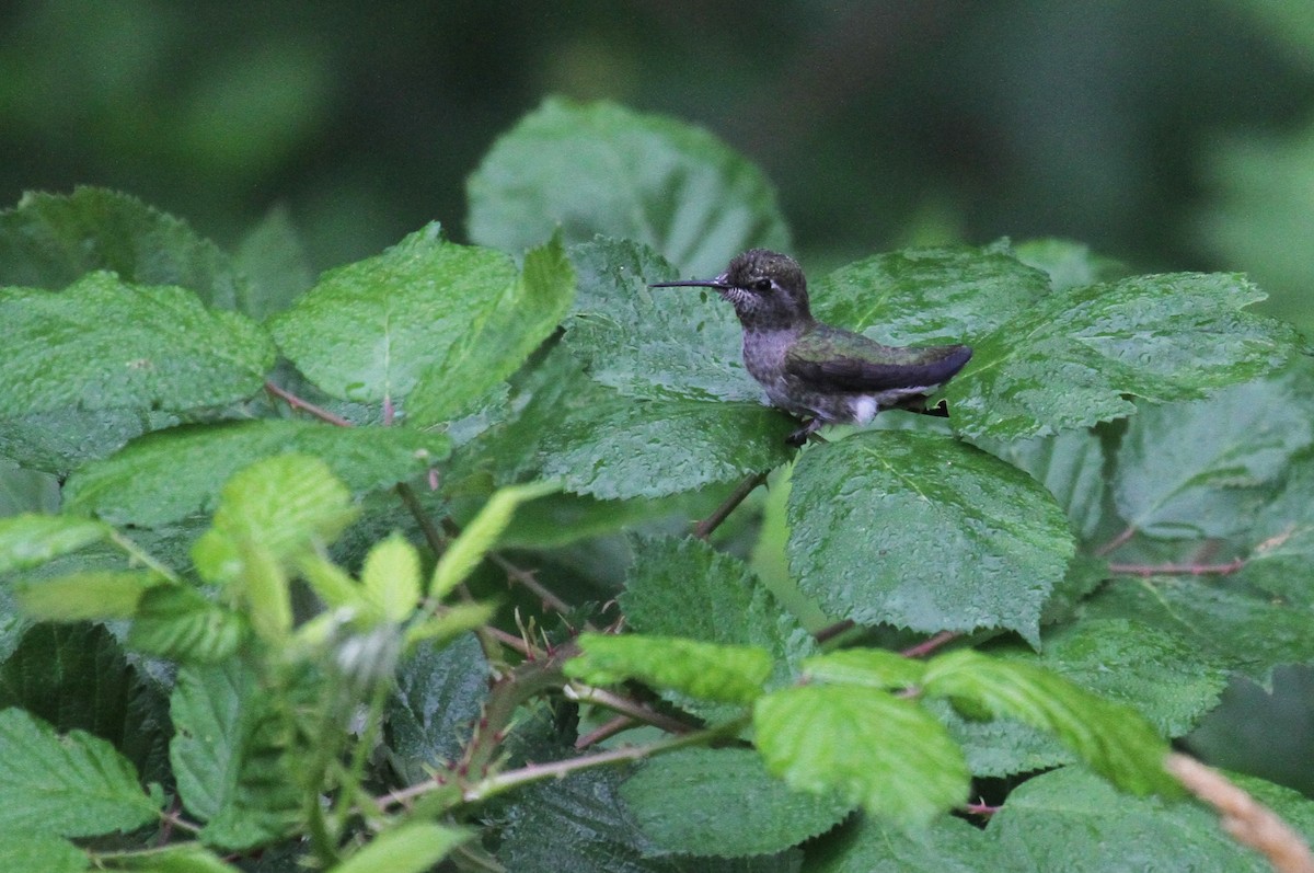 Anna's Hummingbird - ML622054645